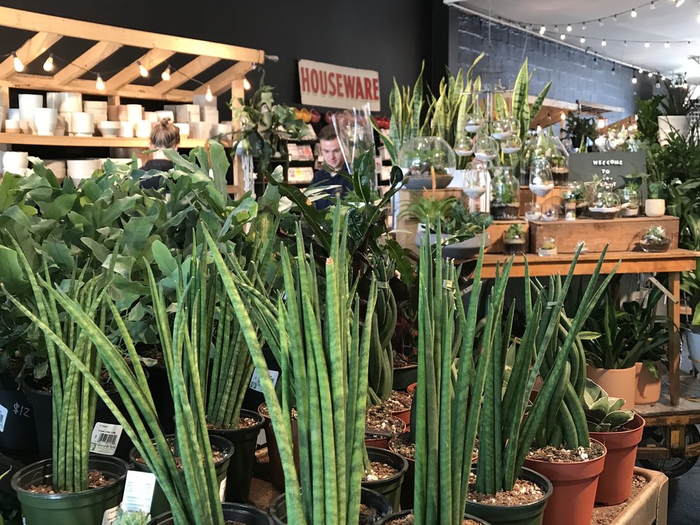 visit-plant-shop-calgary-plants