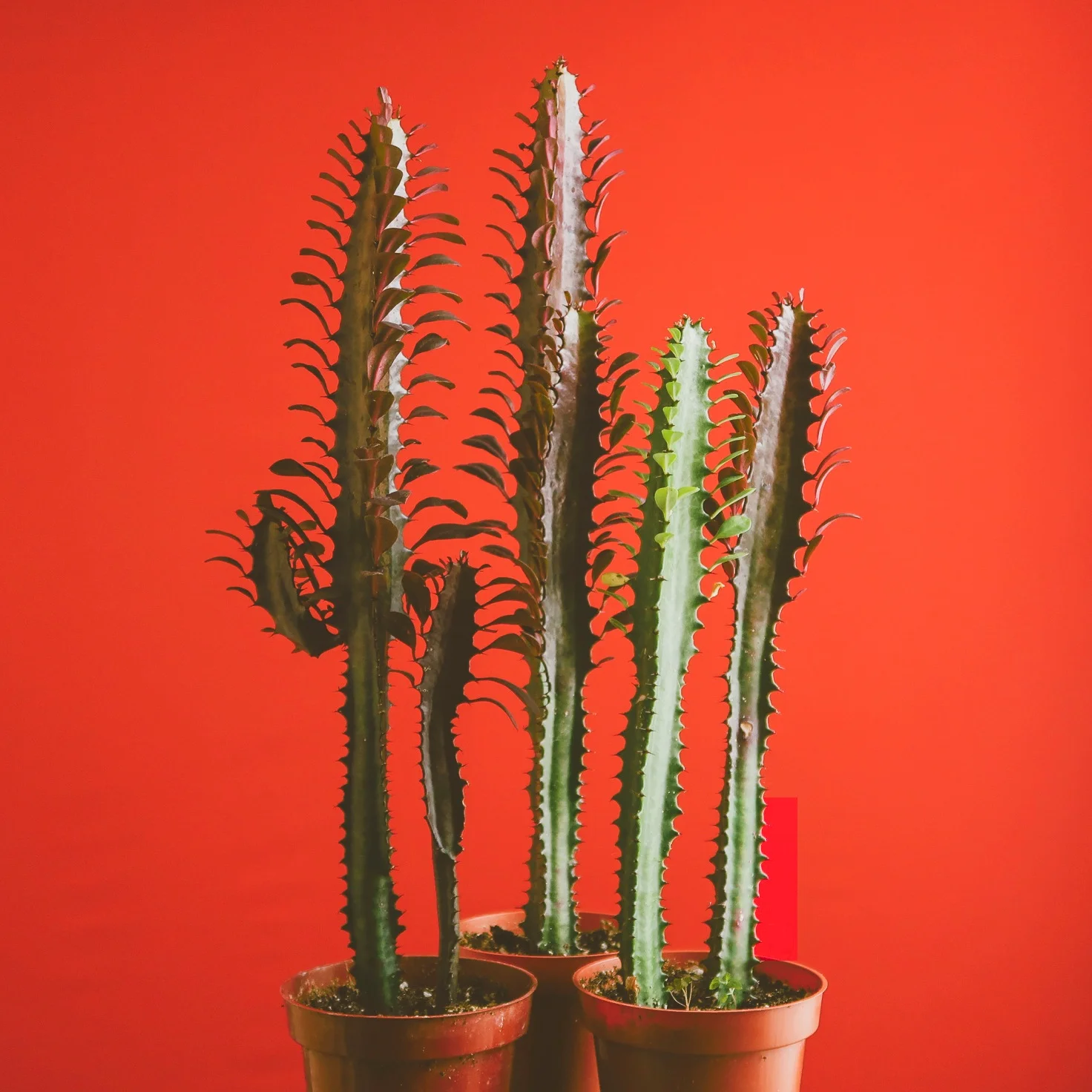 Euphorbia+trigona+-+Royal+Red+African+Milk+Tree.jpg