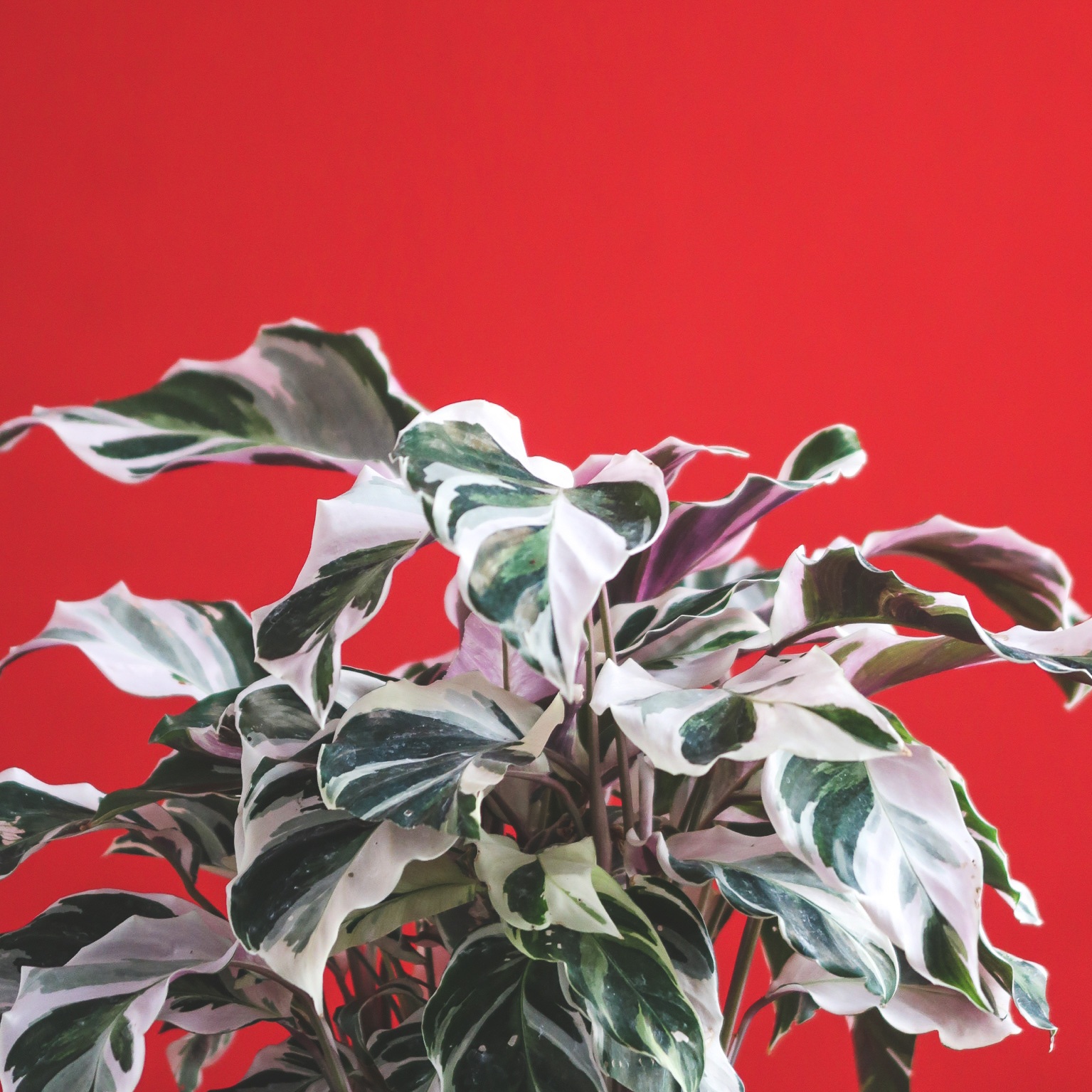 Calathea Hybrid - White Fusion.jpg