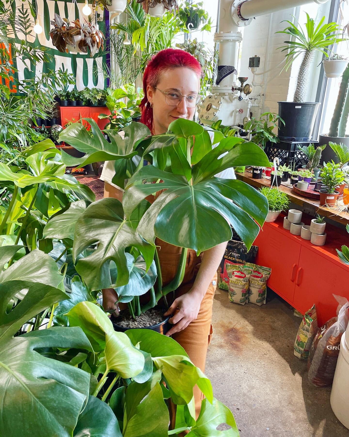 Making room for a bunch of larger leaves in the shop. 🌿🌿🌿 Monsteras are extra chunky this week! ☀️ Open at noon Saturday + Sunday. 
◆ ◆ ◆  D ❖ P ◆ ◆ ◆
#monstera #monsteradeliciosa 
.
.
.
.
.
.
#daddysplants #plantshop #buffalony #1250niagara #uppe