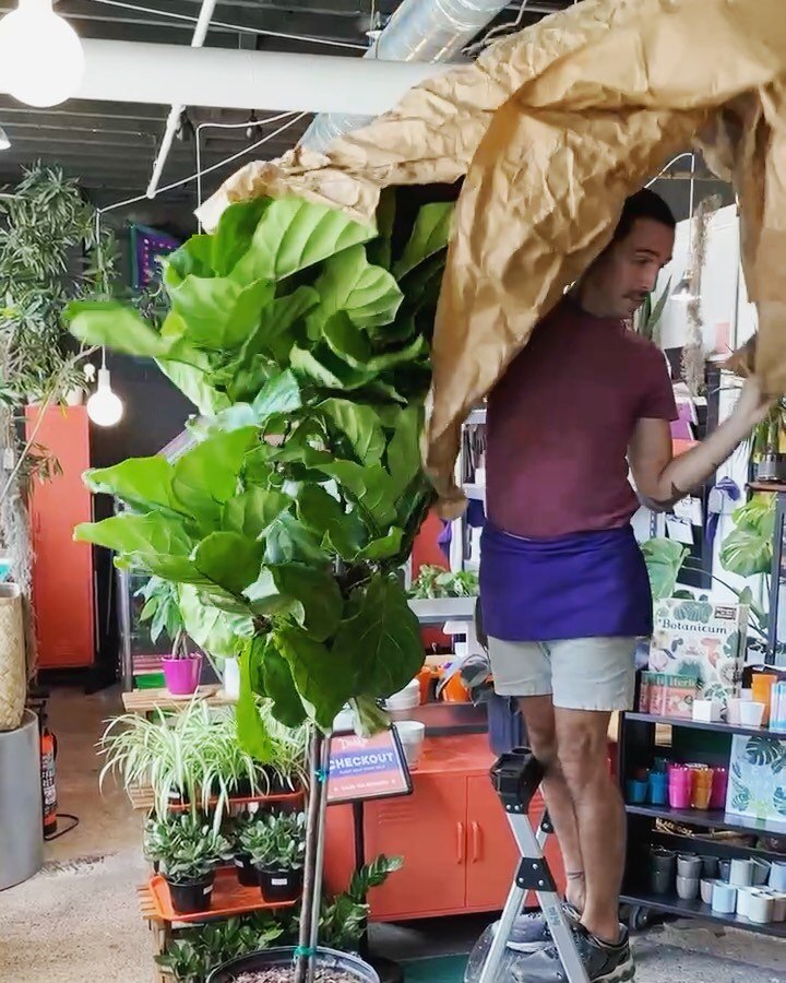 We&rsquo;re featuring some large Ficus varieties this week. 🌿 Swipe to see &lsquo;em! ➡️
◆ ◆ ◆  D ❖ P ◆ ◆ ◆
#ficusaudrey #ficusaltissima #ficuslyrata
.
.
.
.
.
.
#daddysplants #plantshop #buffalony #1250niagara #upperrockbflo #plantsofbuffalo #ilove
