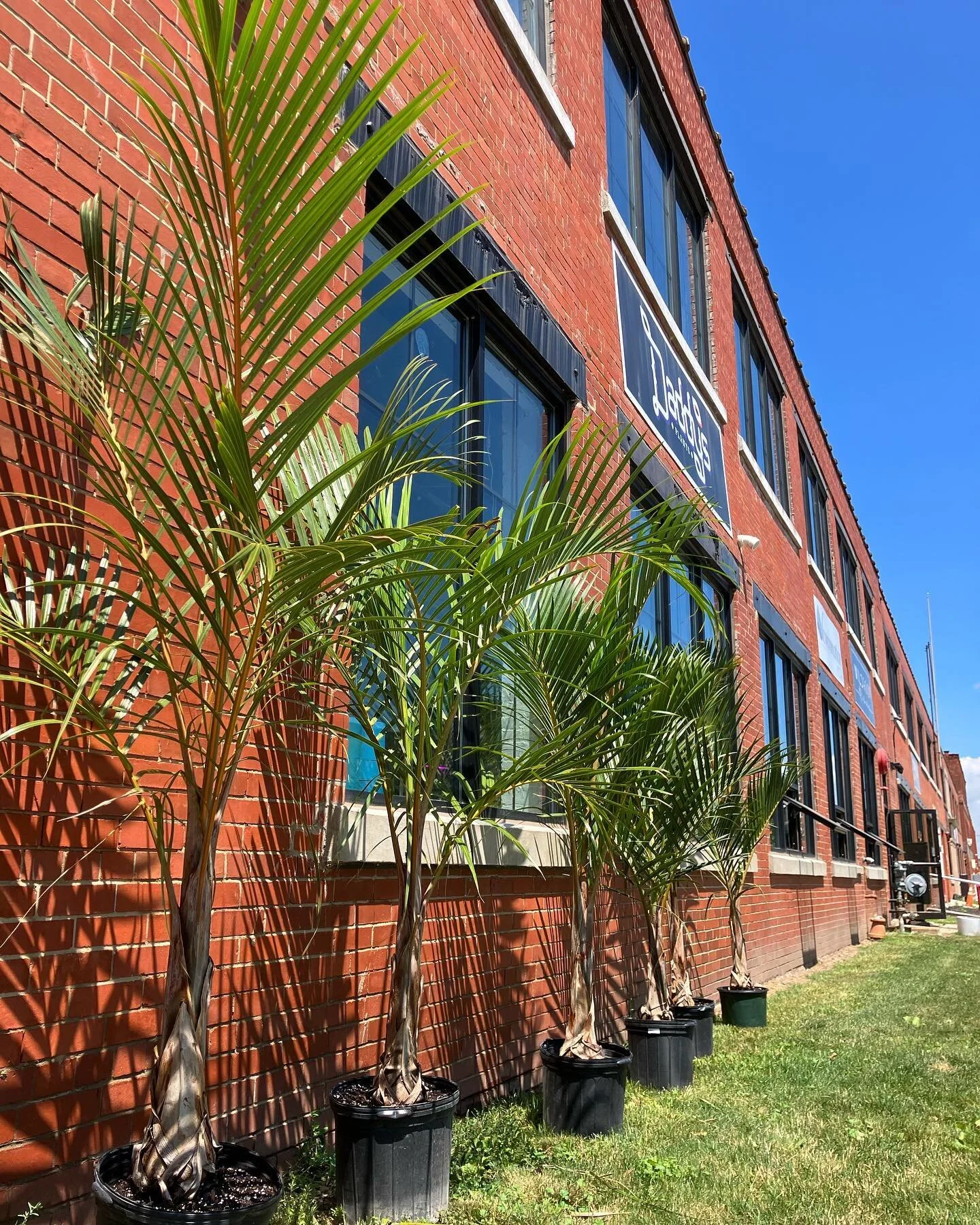 17+ Daddy'S Plants Photos