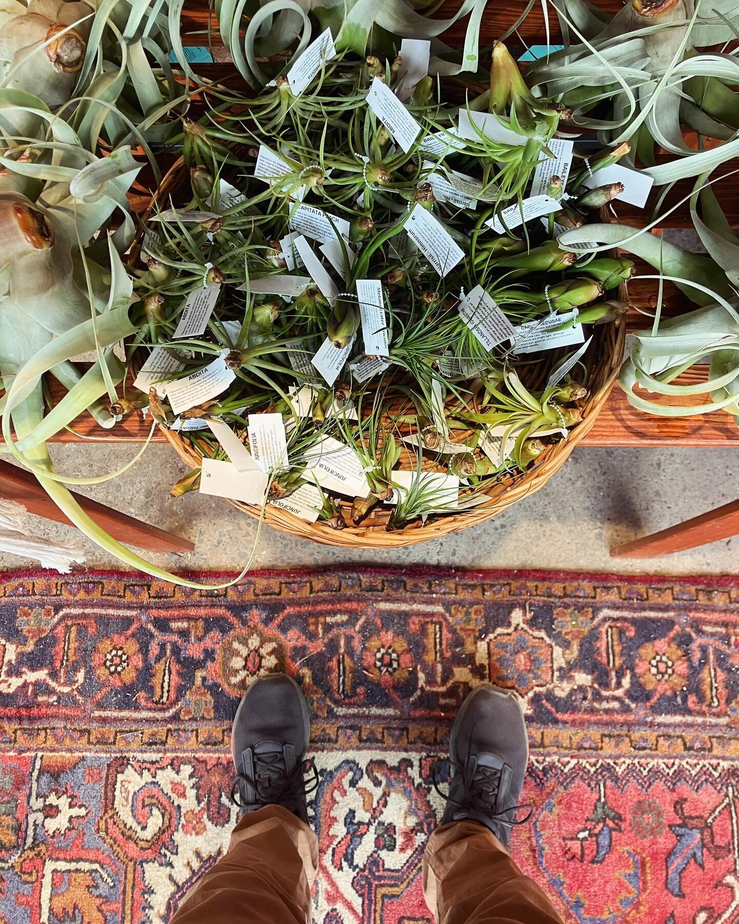 Upside down&hellip; the best way to dry your air plants, so they can live their best lives. 🌿🔄💅 #stocked #tillandsia