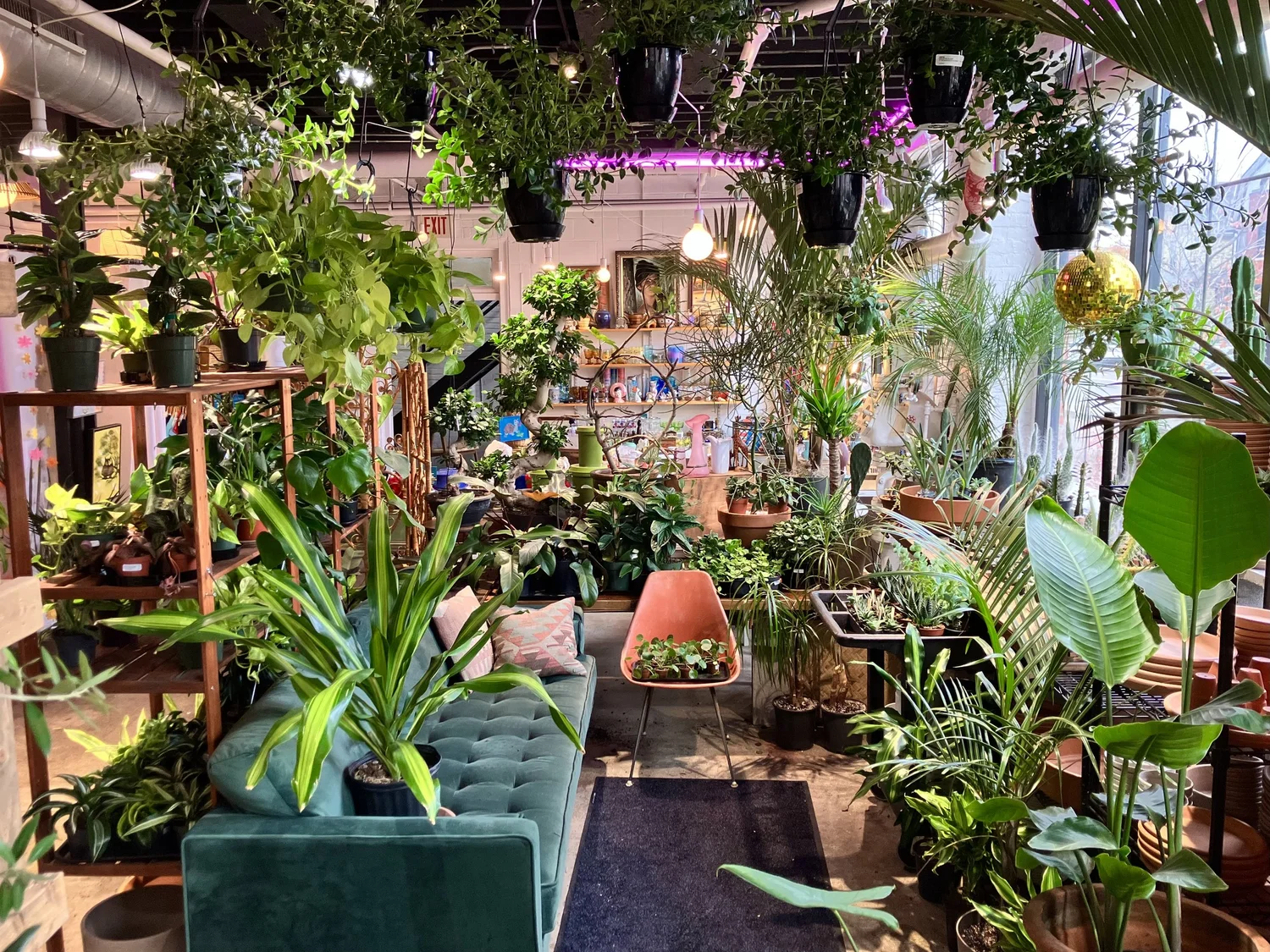 Daddy's Plants - Indoor Desert and Tropical Plants