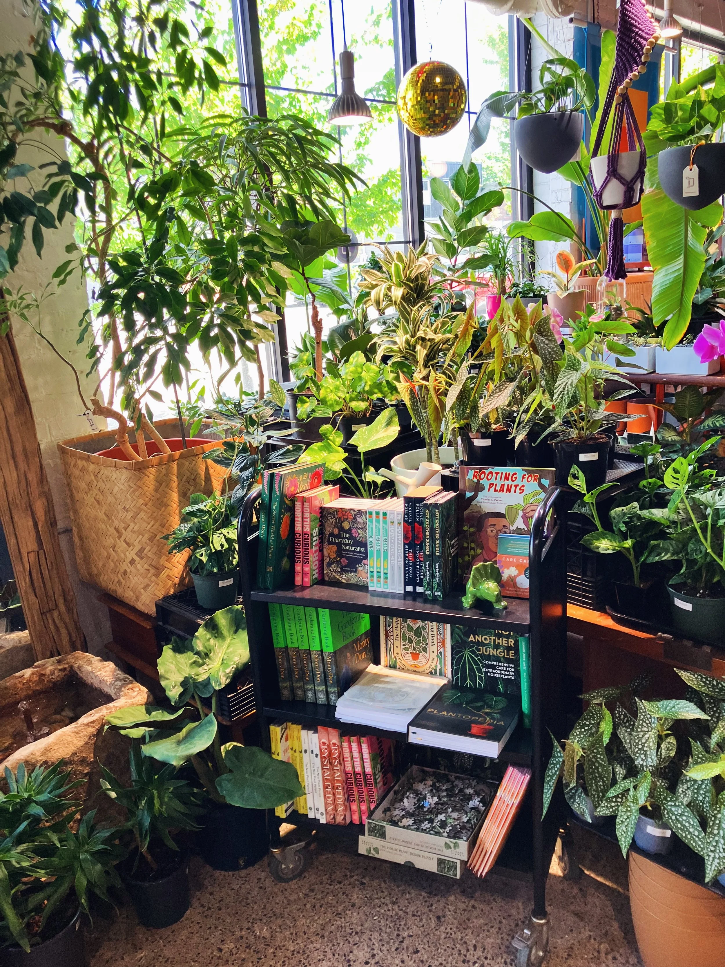 Houseplants / Vintage / Imports 🌿 1250 Niagara Street #BuffaloNY