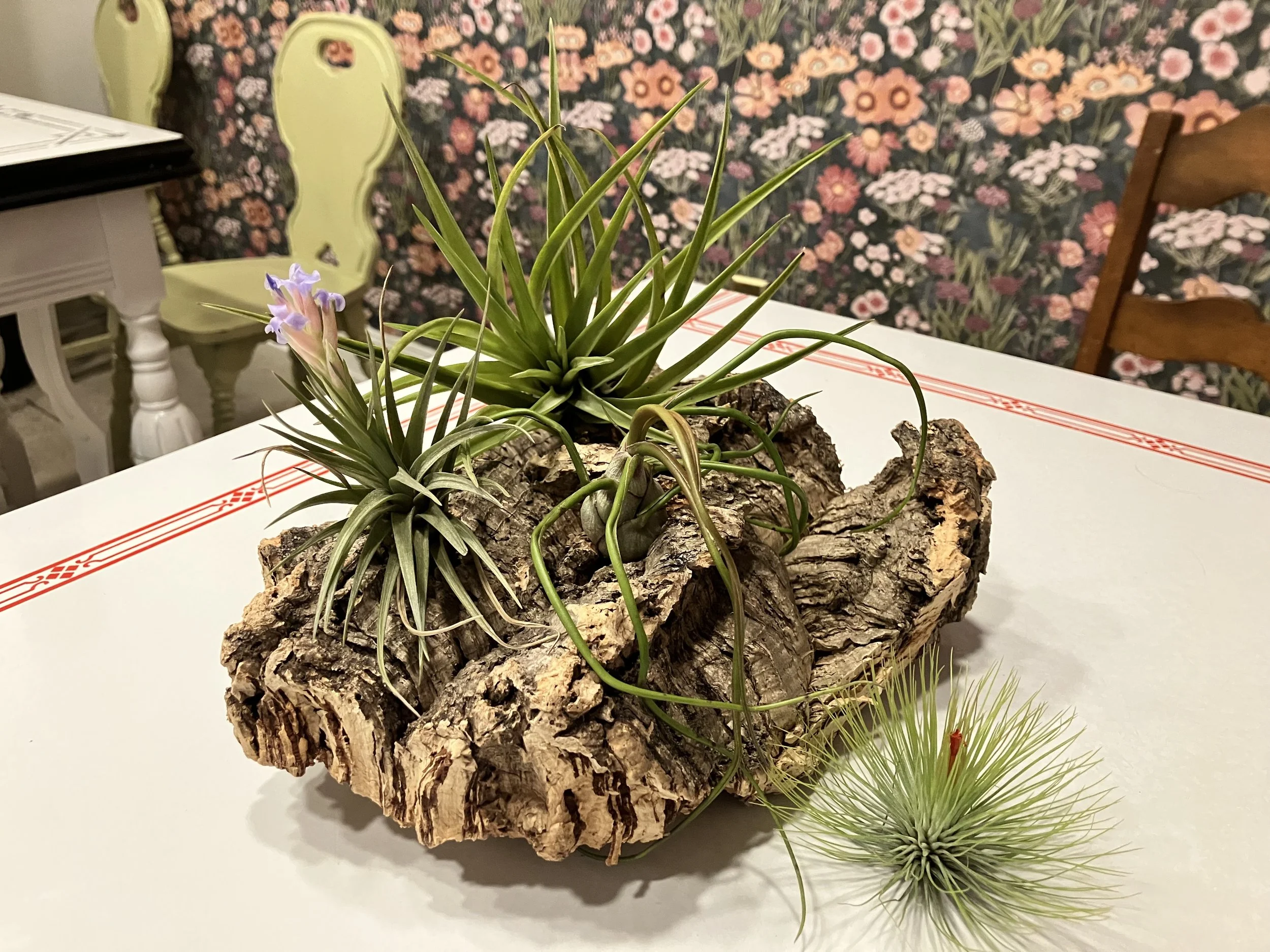 IMG_8294.jpeg