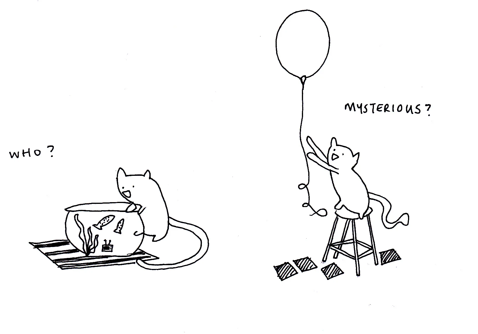 Cat.jpg