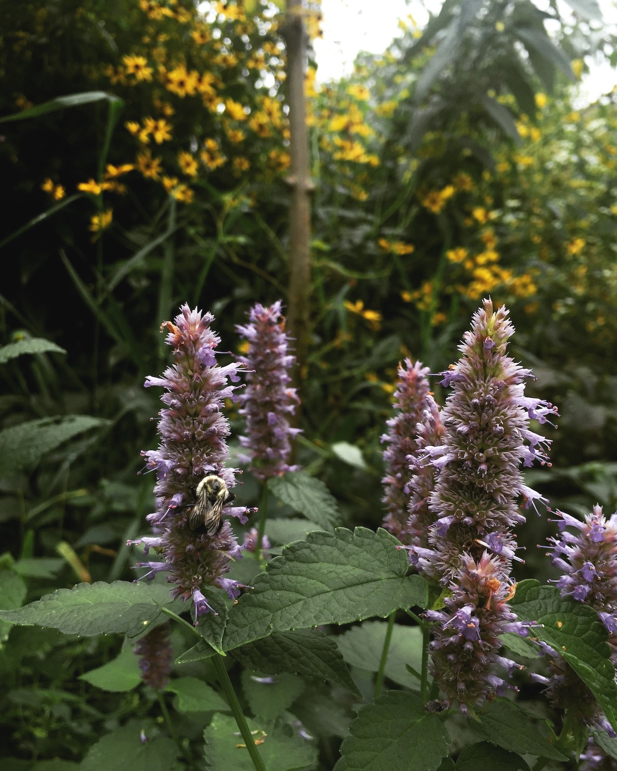 IMG_7550.jpeg