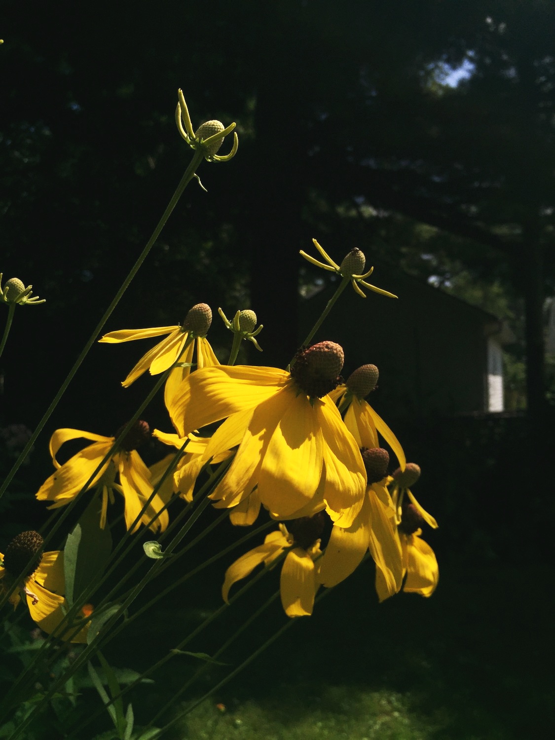 IMG_7296.jpeg
