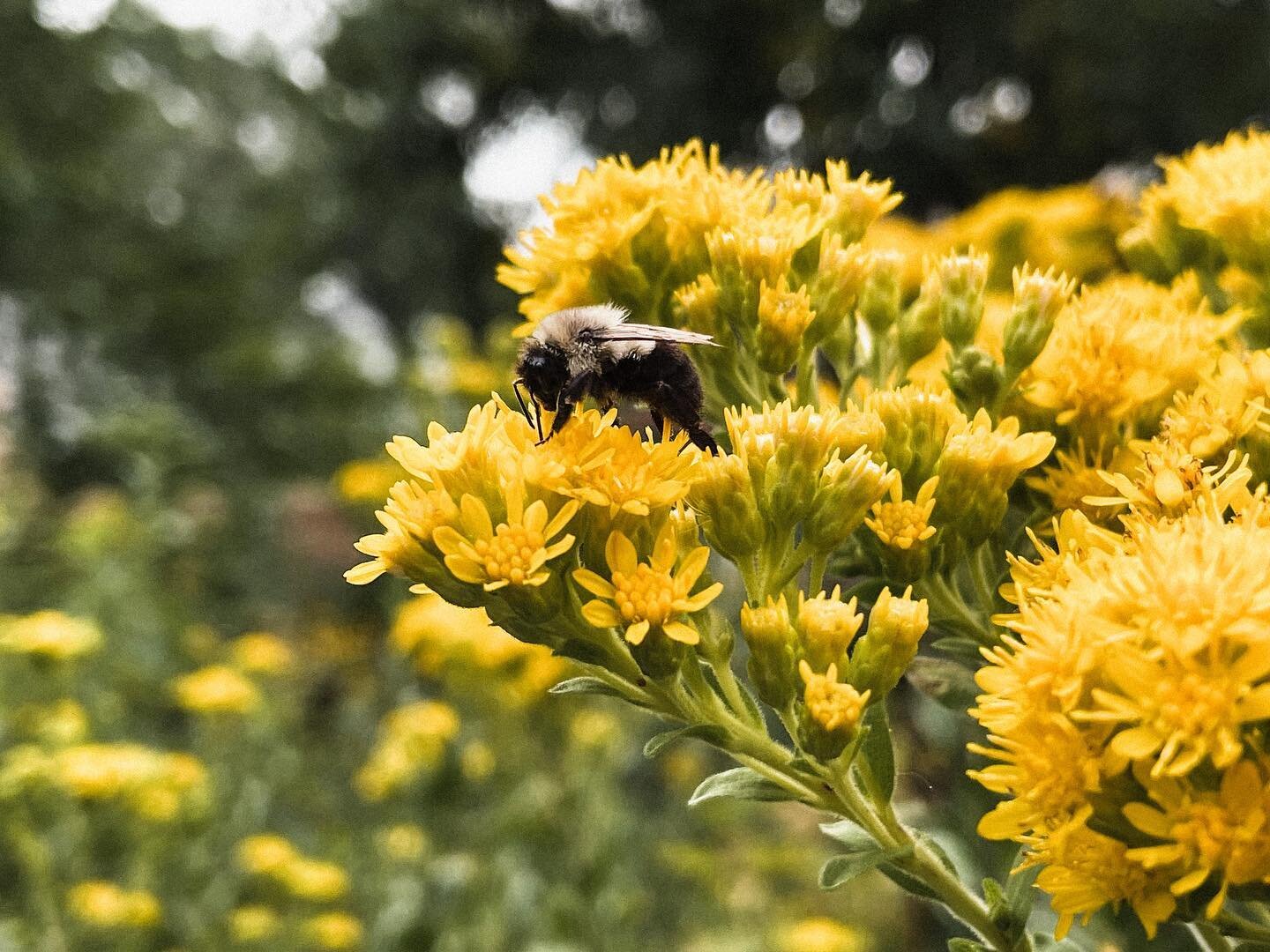 It&rsquo;s that time of year again! 🌼🐝

The Stiff Goldenrod (Solidago rigida) is absolutely buzzing with activity right now, and has been for a couple of weeks now. 

It is so incredibly entertaining to watch them go bananas for this late season fe