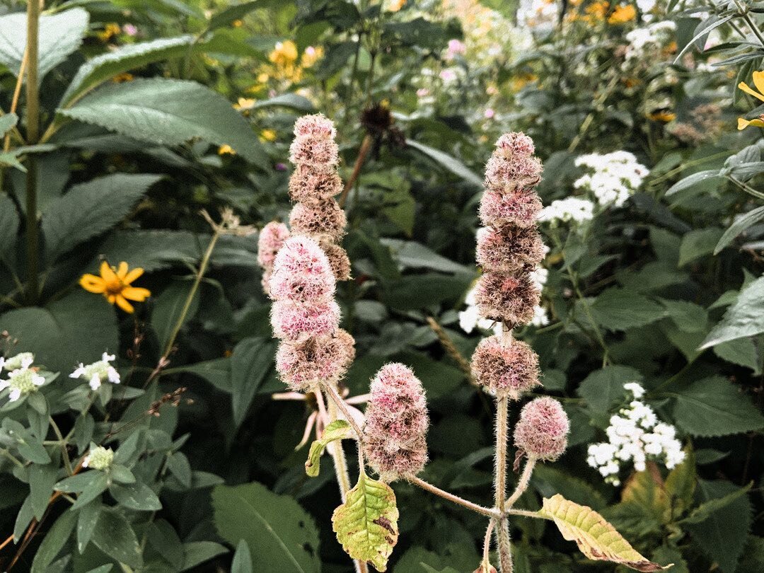 If you haven&rsquo;t yet smelled downy wood mint...then you may want to consider adding it to your list of things to do. 🌿

And how beautiful is it as it sets seed?! I often find myself petting it as I walk by (it&rsquo;s as soft as it looks), and o