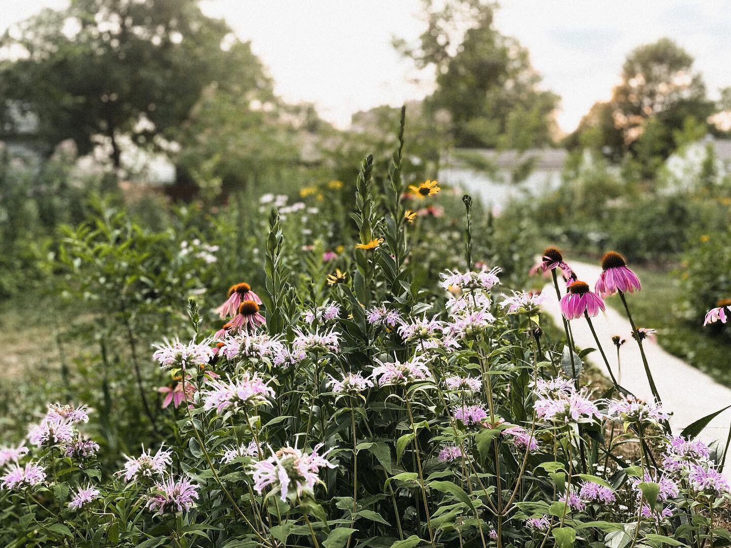 It&rsquo;s that time of year again! 🌸 All of us Minnesotans are coming out of hibernation, and dreaming about how we can make some updates to our outdoor spaces!

If you are interested in creating a wild space full of native plants that support our 