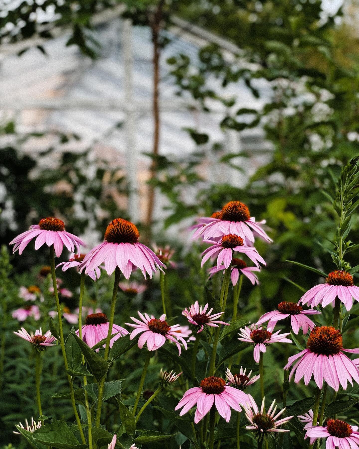 You&rsquo;re invited!!! 🌸🌿

Our open house garden party is this Saturday, July 16th! The garden will be open from 12-6pm, so stop by whenever it's
convenient for you, grab a refreshment, and tour our beloved natural gardens! We will also have some 