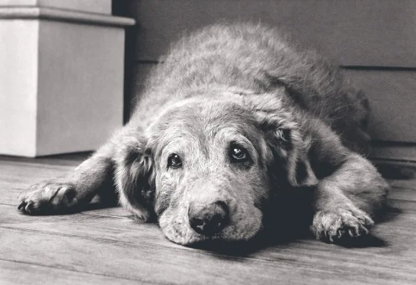 Dog3.jpg