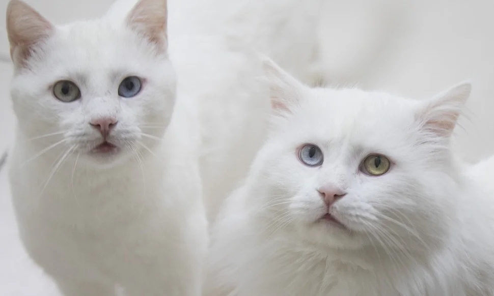 Cats3.jpg