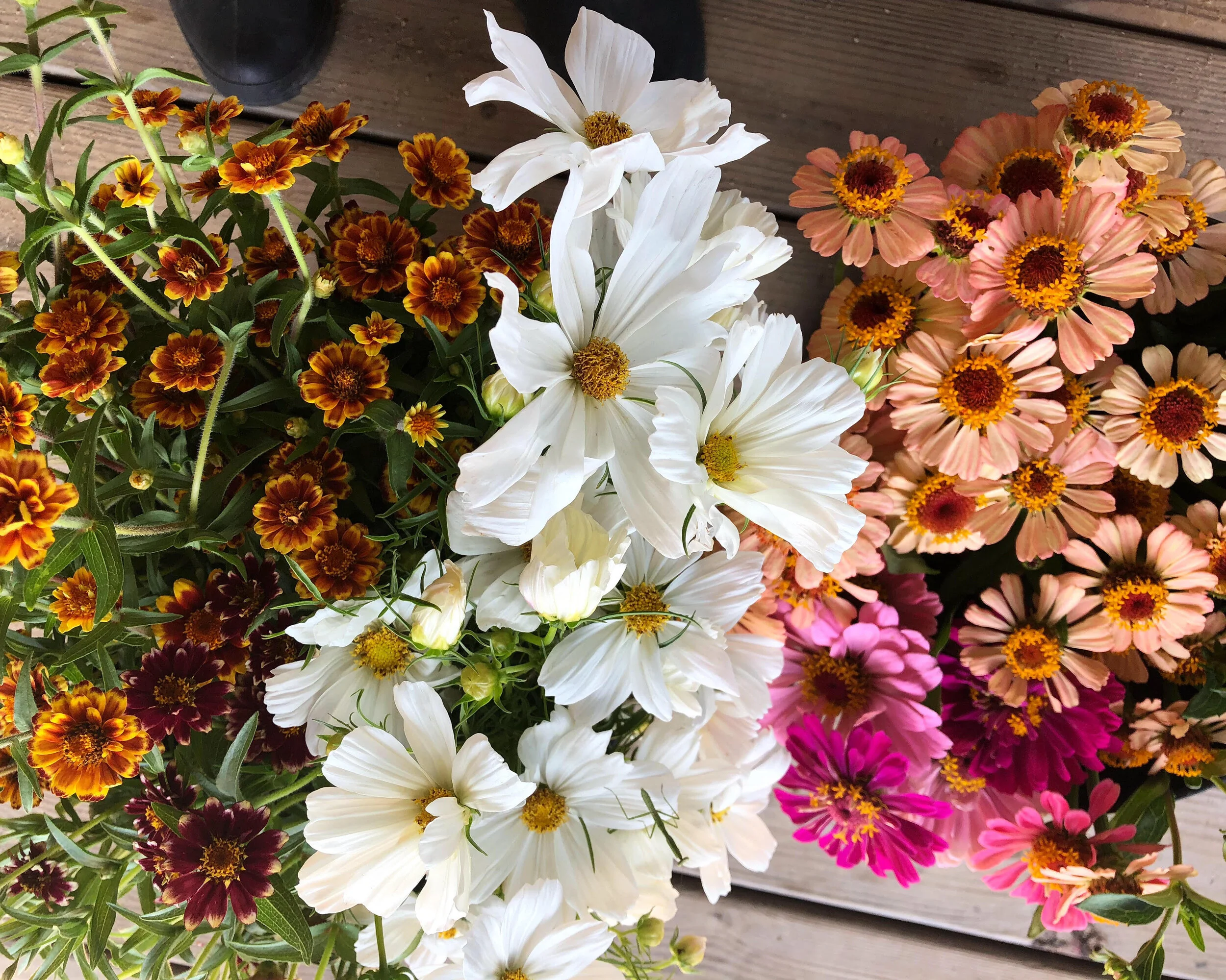 Foxhound Flower Farm
