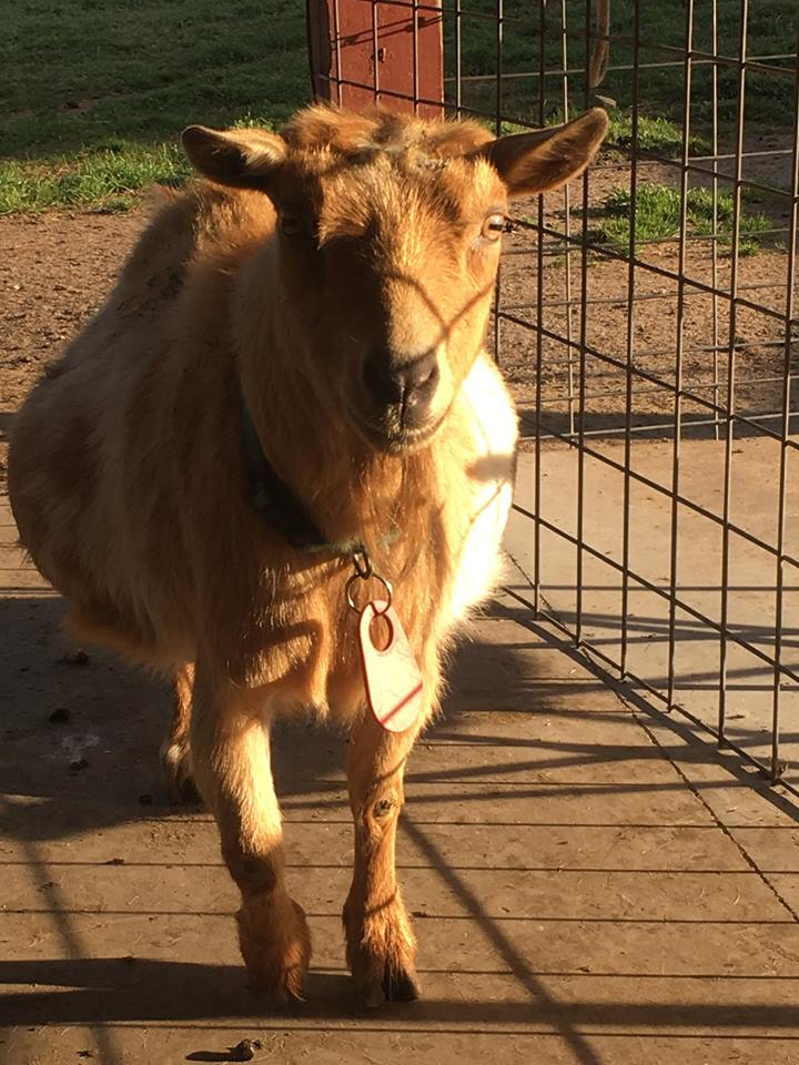 Thelma - one of our original goats… is in charge! Don’t get too close on the feeders or to her babies.. she will check you in the shin!