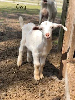 Ozzy - the man! He is our young herd sire. As a cross between a Nubian and Saanen we are hoping for him to send us good milking genes for our girls.