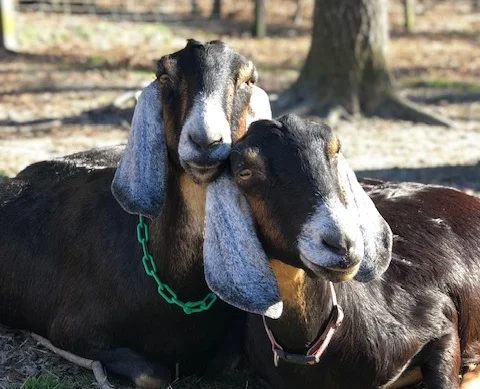 Flo and Alice - sisters. You will always find them together, snuggled up soaking in the sun. Their beautiful Nubian faces are pretty much identical. It is by their udders we can tell them apart.