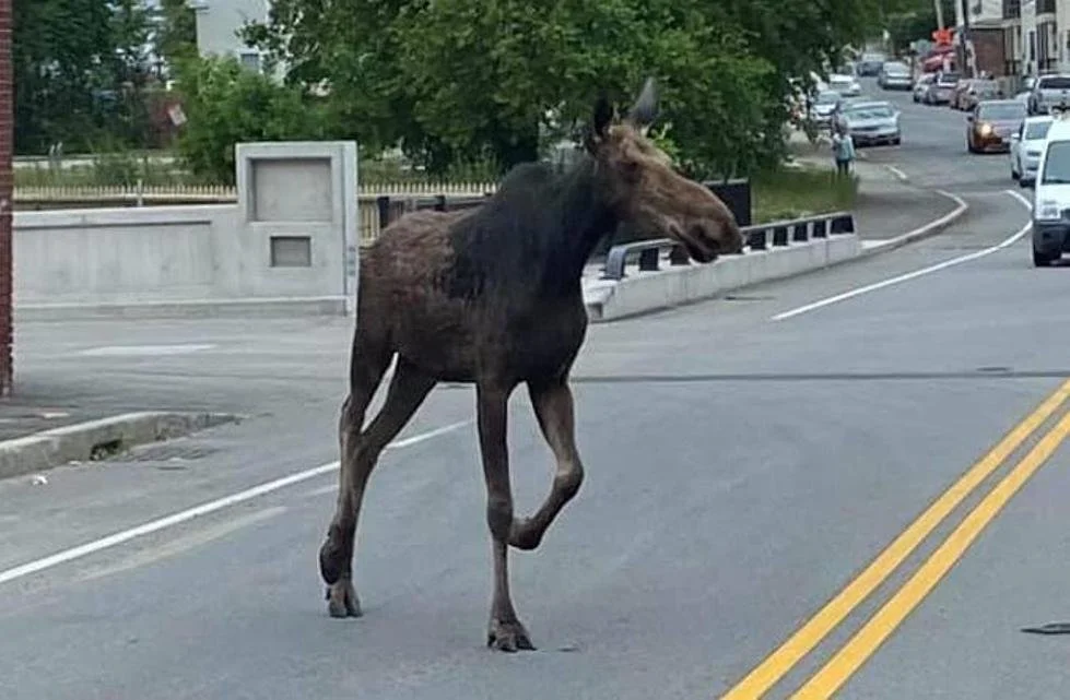 Moose on the Loose in 2023