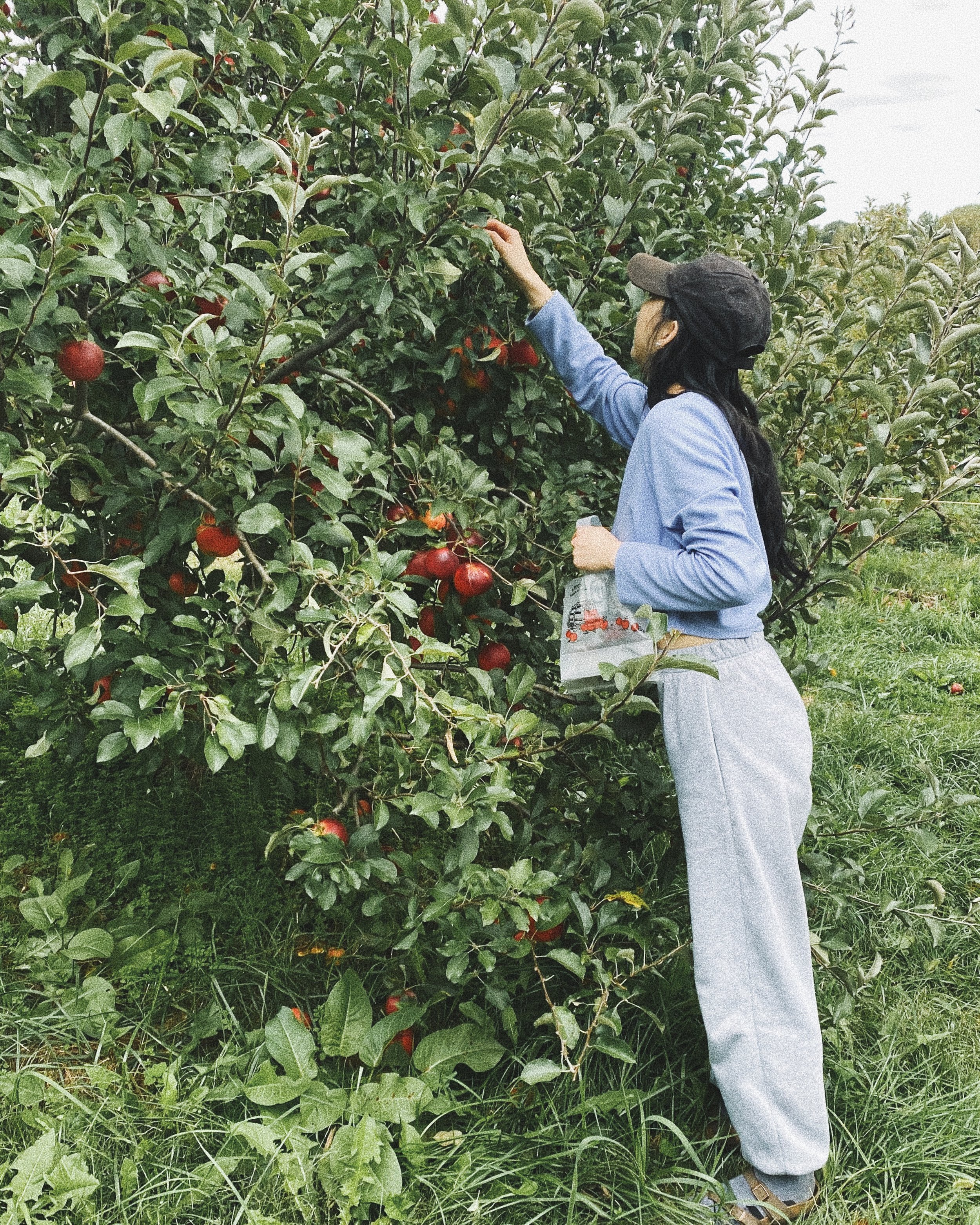 apple-picking-from-tree.JPG