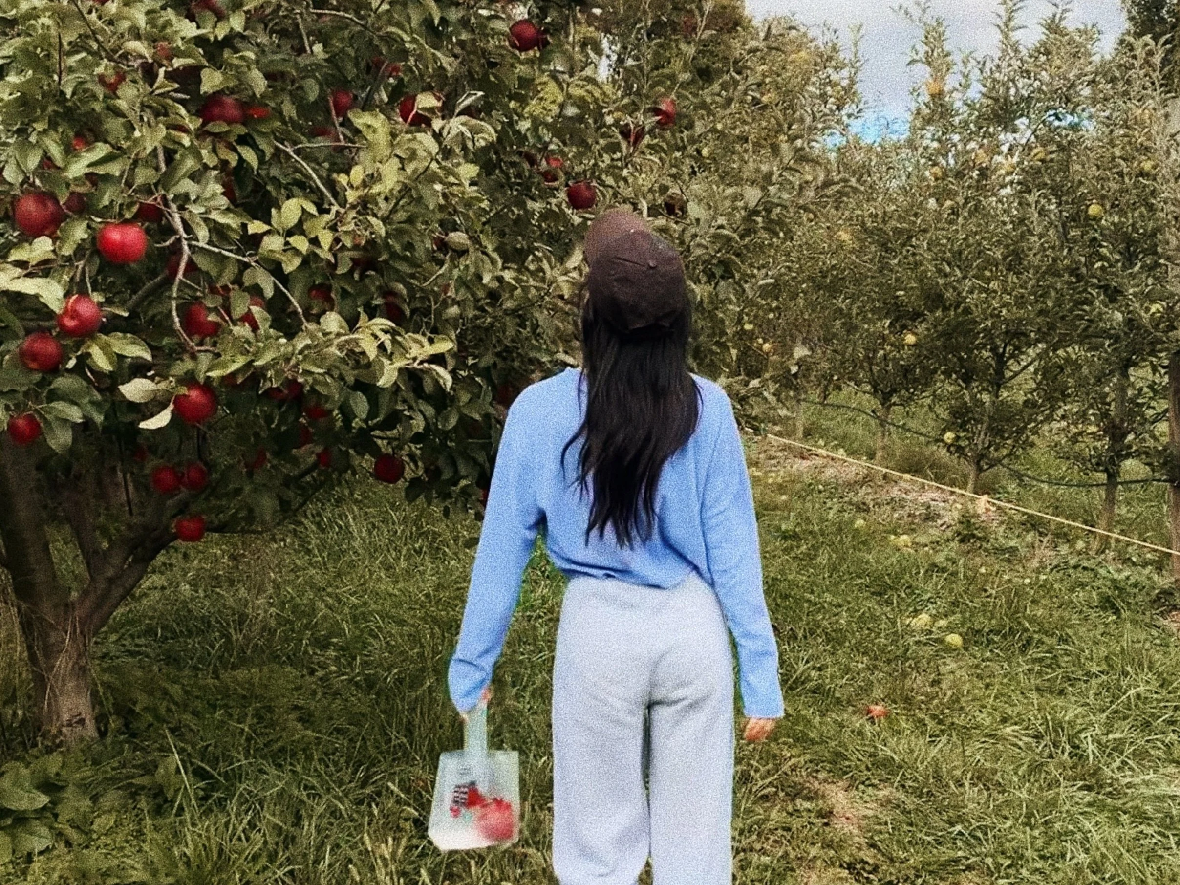 A day at the orchard