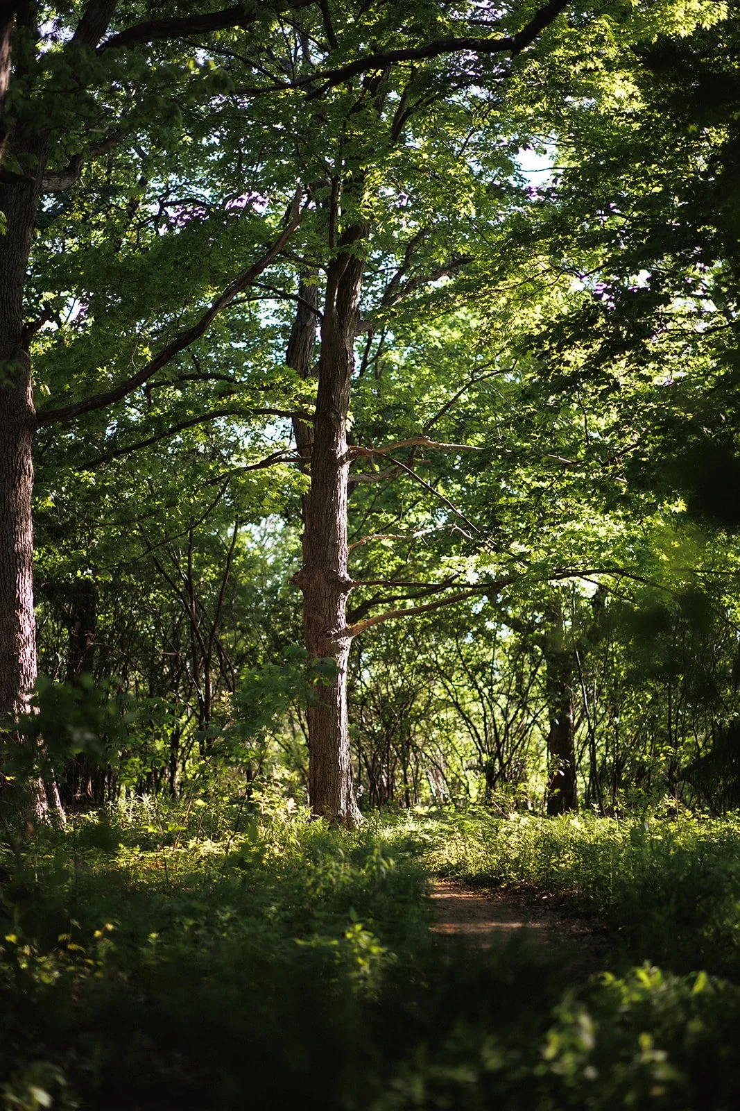 Sunny path through the woods