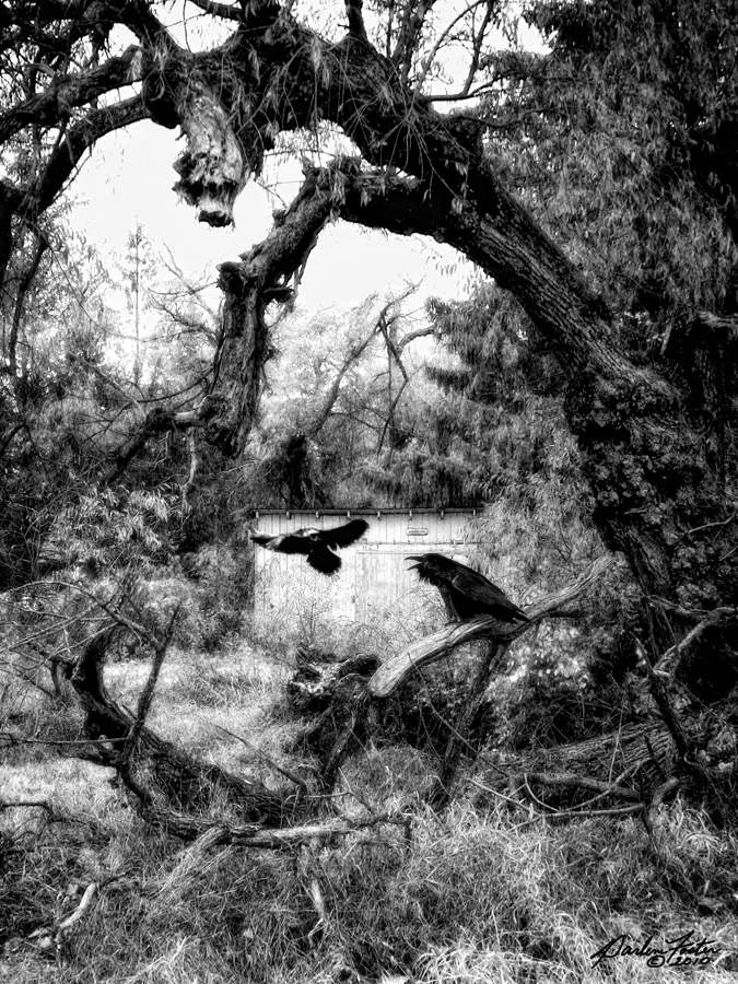 The Raven's Wood