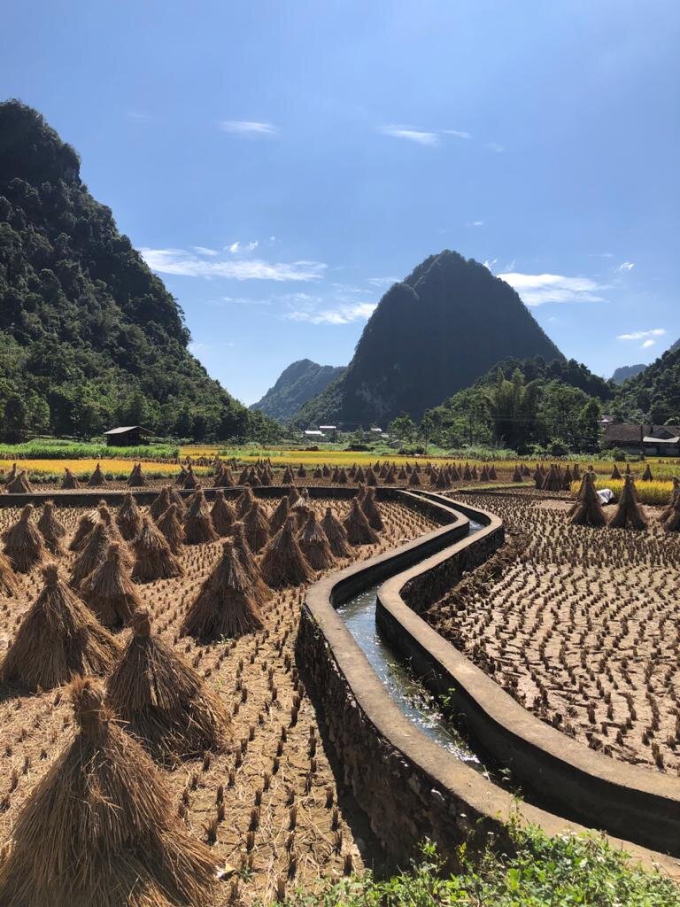 More rice fields