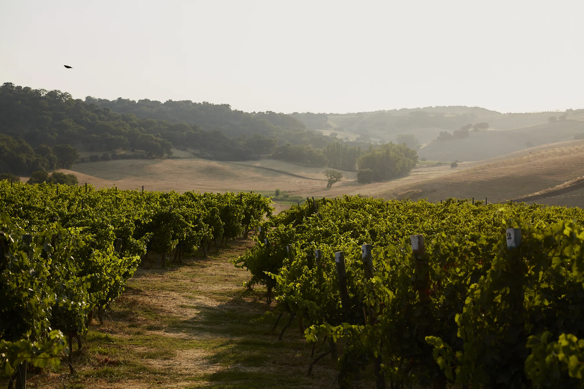 VINEYARD ??.jpg