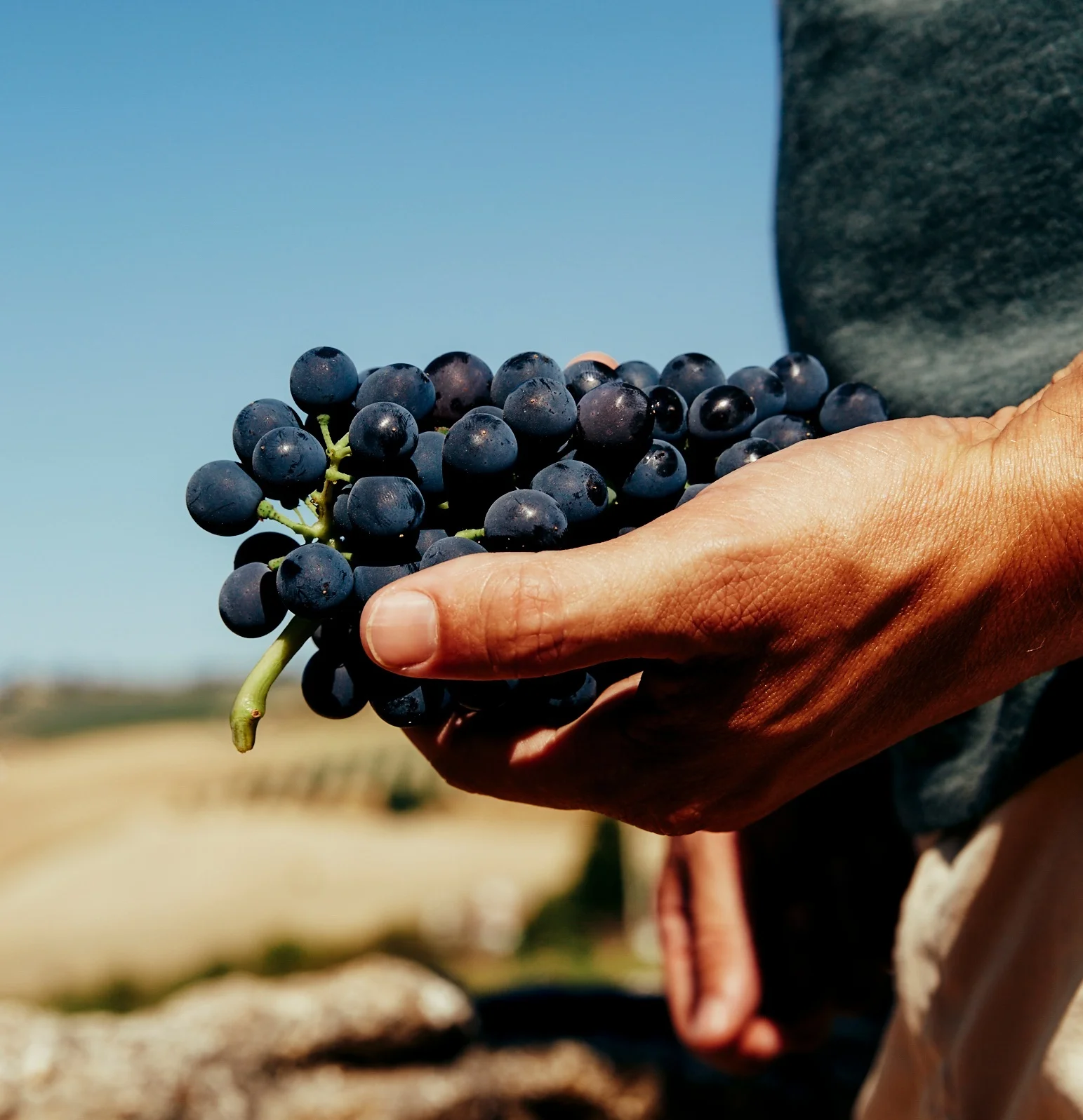 GRAPES+IN+HAND.jpg