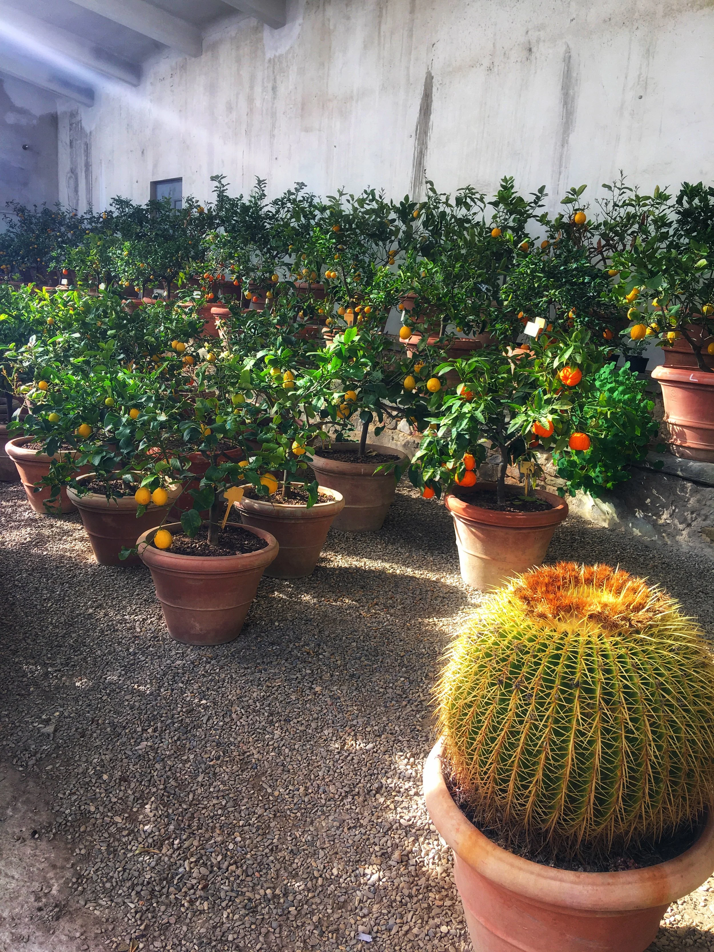 IMG_6805.jpeg