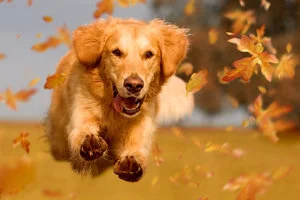Dog+run.jpg