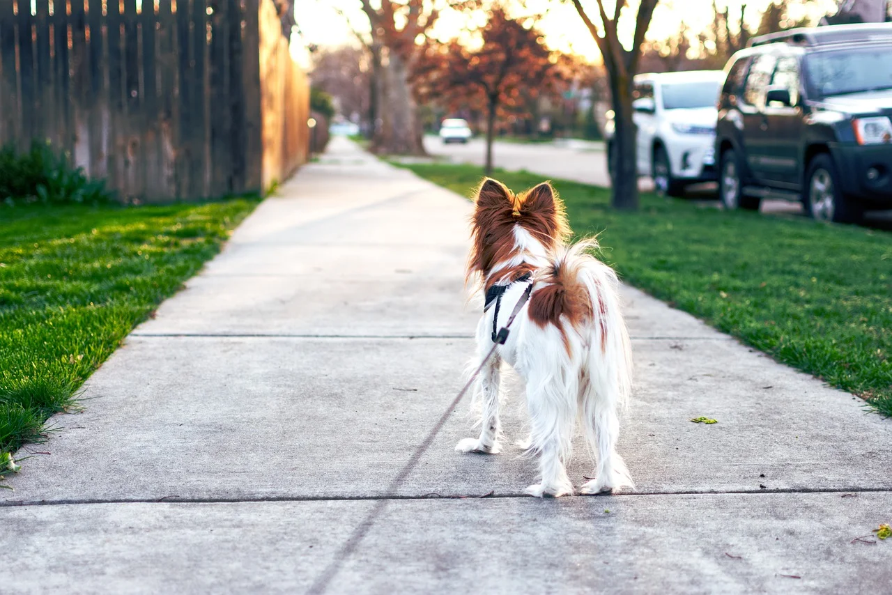 washington-dc-dog-walking.jpg