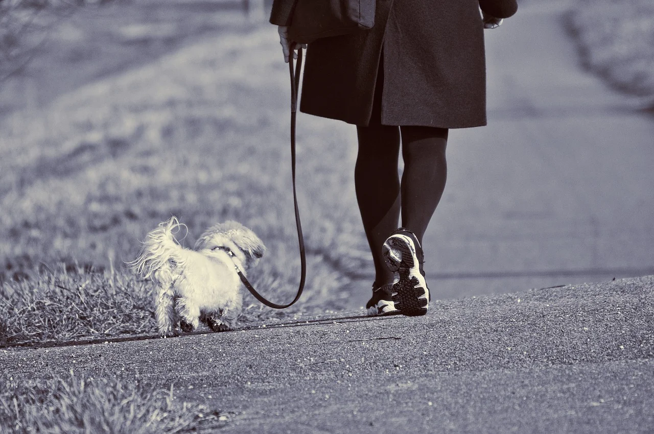 dog-walker-in-dc.jpg