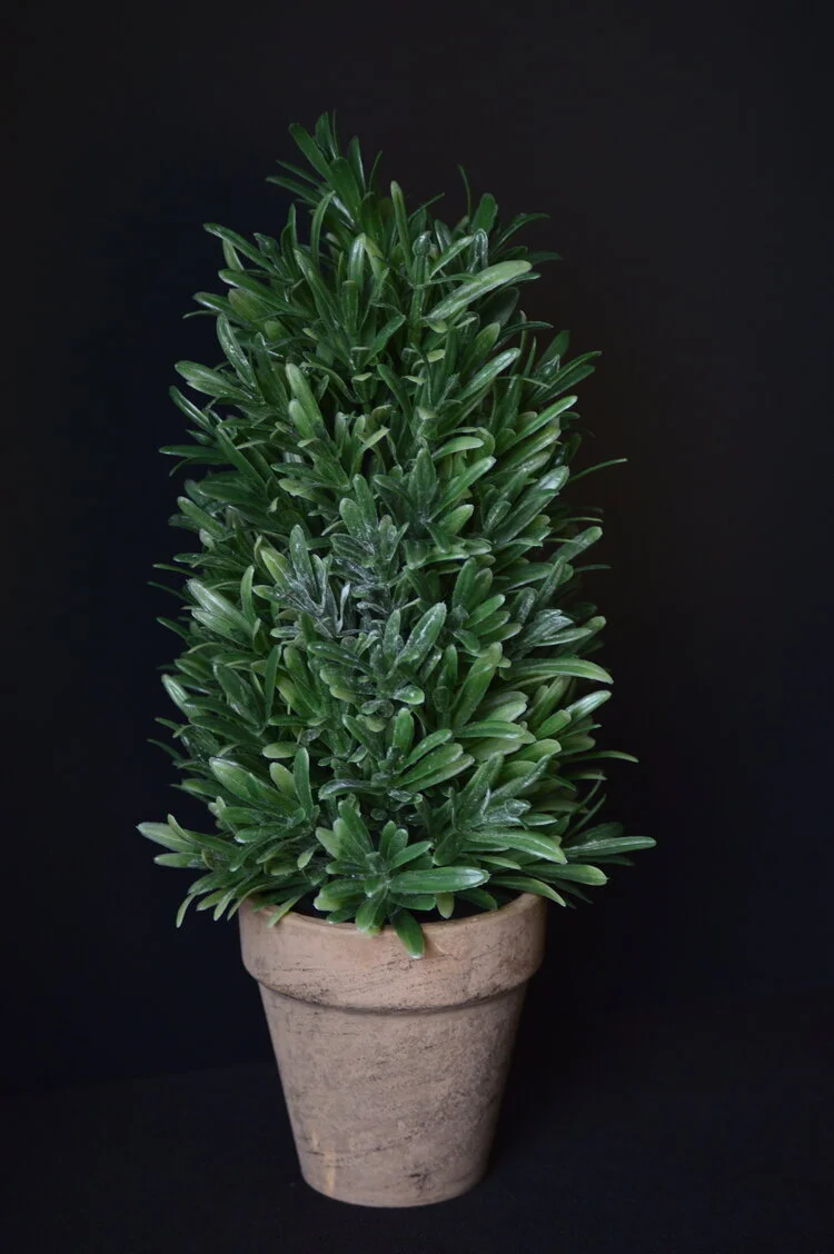 tabletop plant Q1.jpeg