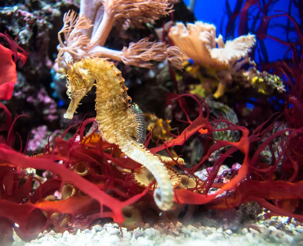 How do Seahorses Feel About Paparazzi?
