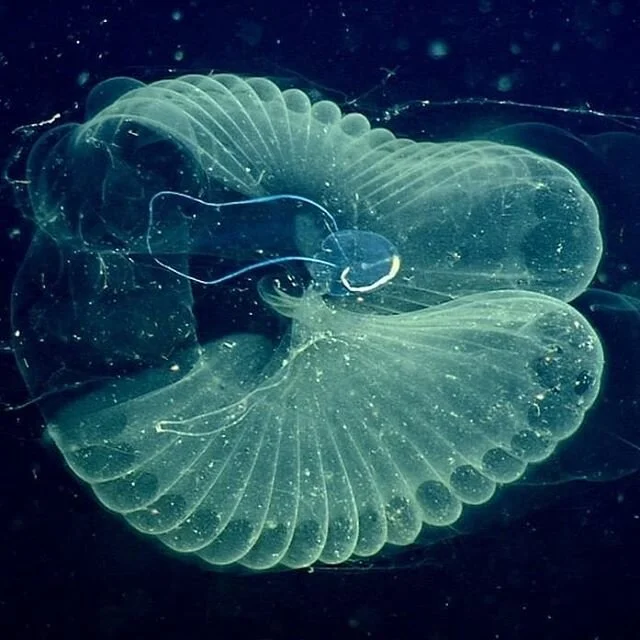 Have you ever heard of an animal called the Giant Larvacean? ⤵️⁣
⁣
🙋&zwj;♀️Bathochordaeus, this Giant Larvacean is one of 3 species found in the mid waters of Monterey Bay swimming around with their homes.⁣
⁣
🦴Their anatomy is pretty cool! If you s