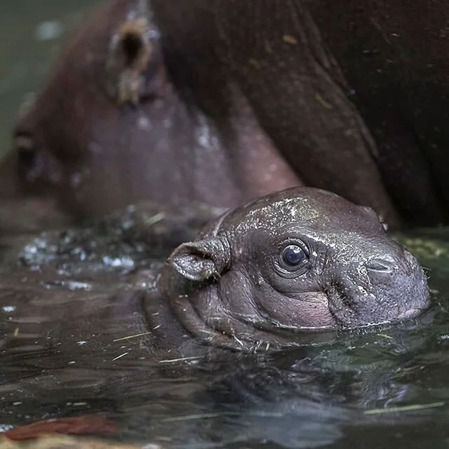 Would you name this little Pygmy Hippo?⤵️⁣
⁣
👶This Pygmy Hippo calf was born at the @sandiegozoo at the beginning of April. ⁣
⁣
🦛 The little guy was 12.4 lbs at birth and is the first Pygmy hippo born at the zoo in over 30 years! ⁣
⁣
🥰The zoo keep