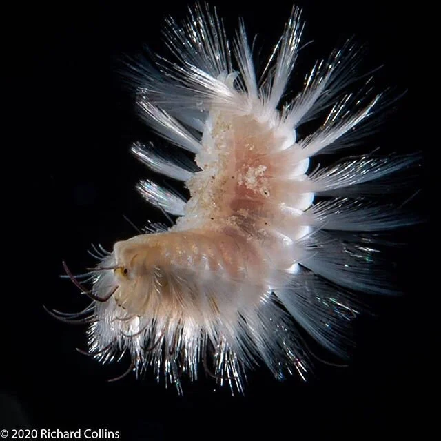 Do you know what this is? 🐛⤵️⁣
⁣
🔍If you keep saltwater aquariums you may have seen the adult form of this polychaete worm. ⁣
⁣
🐚As a baby, Bristle worms are planktonic until they grow up into are the pink fuzzy worms that scarf up detritus. ⁣
⁣
⛏