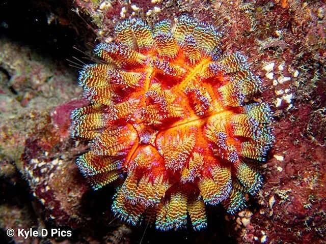 Do sea urchins have venom?⤵️⁣
⁣
😬While I personally have been lucky with  the sea urchins I've handled, the author of &quot;Venomous&quot;, Christie Wilcox has felt the unpleasant effects of a banded sea urchin- E. calamaris. ⁣
⁣
🤜 If you are aroun