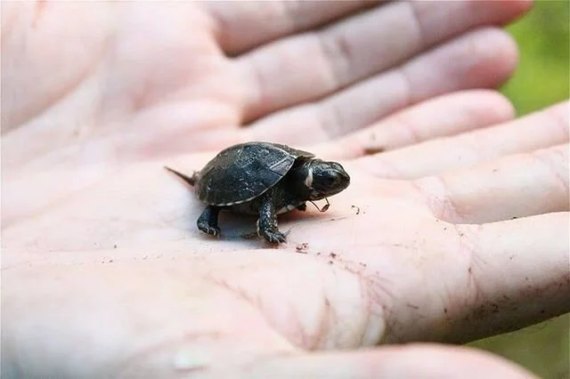 How many types of turtles can you name?⤵️⁣
⁣
🐢This adorable semi-aquatic  turtle is Bog Turtle young, but even as adults they they stay relatively small, only growing to about 4 inches. ⁣
⁣
🏚 In 2010 the Glyptemys muhlenbergii were listed as a crit