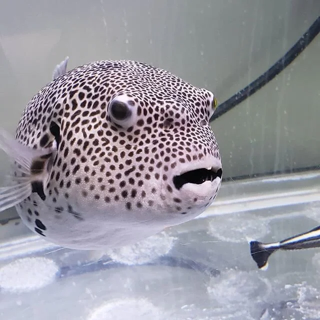 Have you ever had a dog, cat, fish, pig or other pet misbehave?⤵️⁣
⁣
🚫Marshmallow is a Stellatus puffer. He was hungry, and very bored. ⁣
⁣
🙅&zwj;♂️As a result he decided to eat a bunch of stuff he shouldn't have...regulator mouth pieces, and lots 