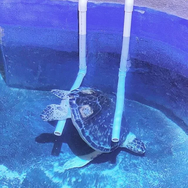 What is going on in this photo?⤵️⁣
⁣
🐢Sea Turtles, like Benson, have nerve endings in their shells, and just like us, enjoy a good back scratch. ⁣
⁣
😲When the aquarists and divers re in the water they are available to deliver back scratches with br