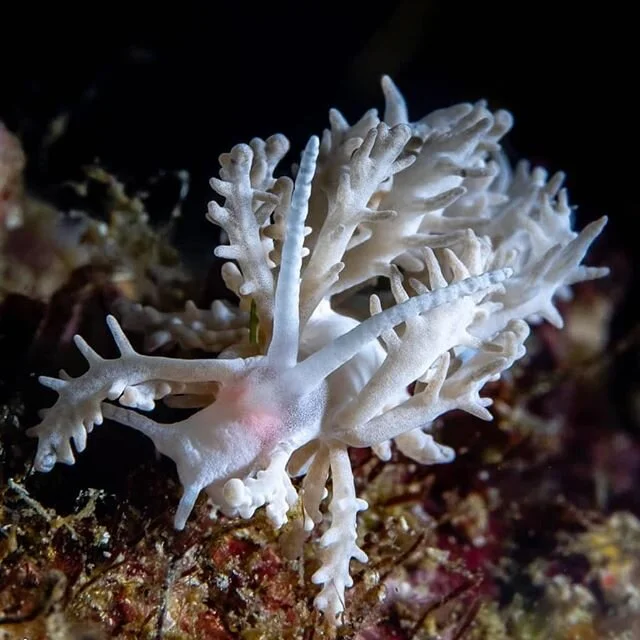 Is this a coral or a nudibranch? 🤔⤵️⁣
⁣
🌏The Phyllodesmium pinnatum is a species of nudibranch native to the Phillipines, specifically Luzon Island. ⁣
⁣
🆒️Like most nudibranches they are fairly small, averaging about 10mm in length.⁣
⁣
🦐Their die