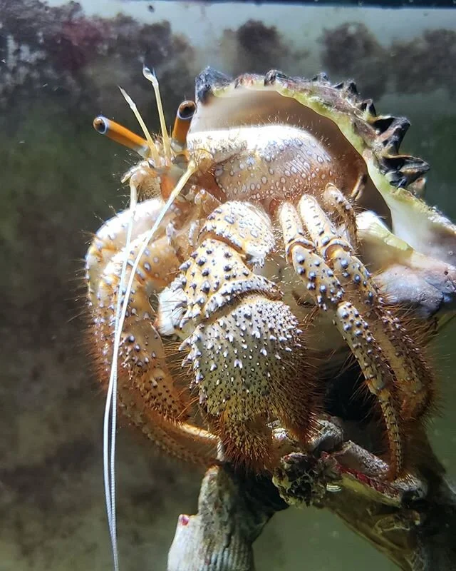 Did you know hermit crabs have hair? ⤵️⁣
⁣
🦀Tomatoa is a Red Spotted Hairy Hermit Crab and in this photo you can see all the hairs along his legs that lend to him being called a hairy hermit. ⁣
⁣
🦰The sensory hairs found on a crab's exoskeleton are
