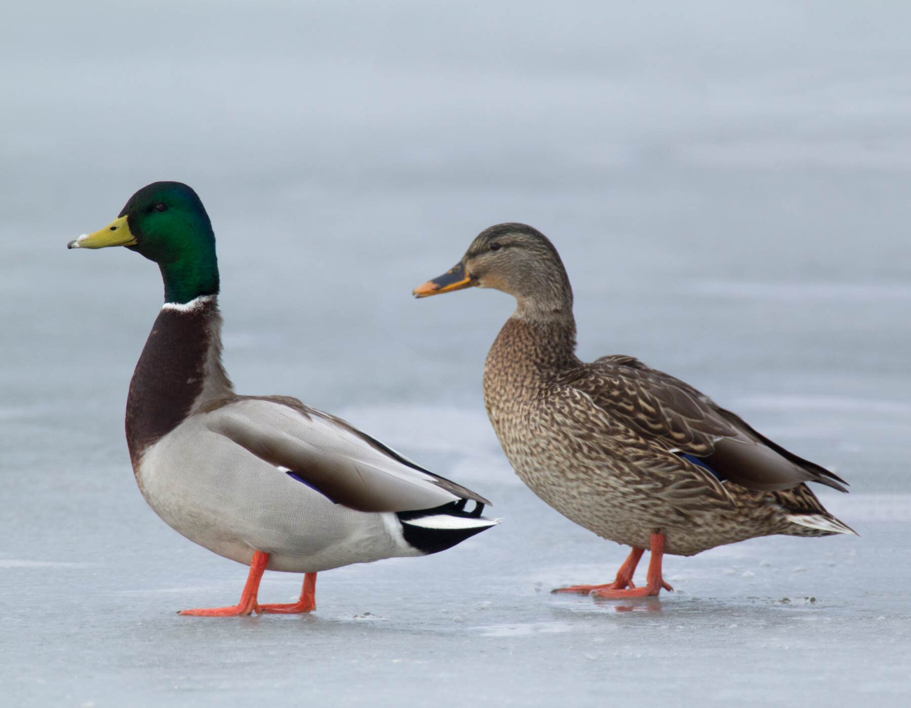 Ducks роли. Крыжень утка. Кряква речные утки. Маллардс утки. Mallard Duck Fly HD.