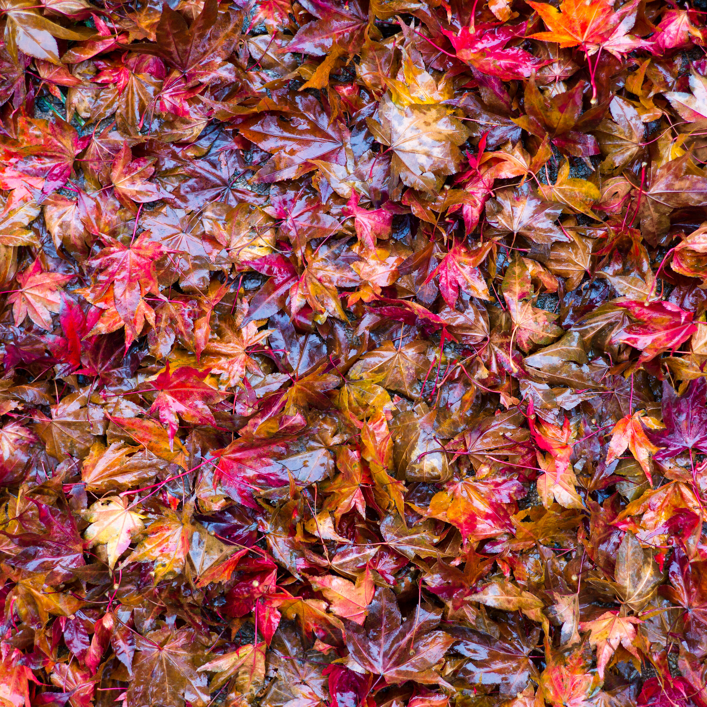 WET LEAF FALL