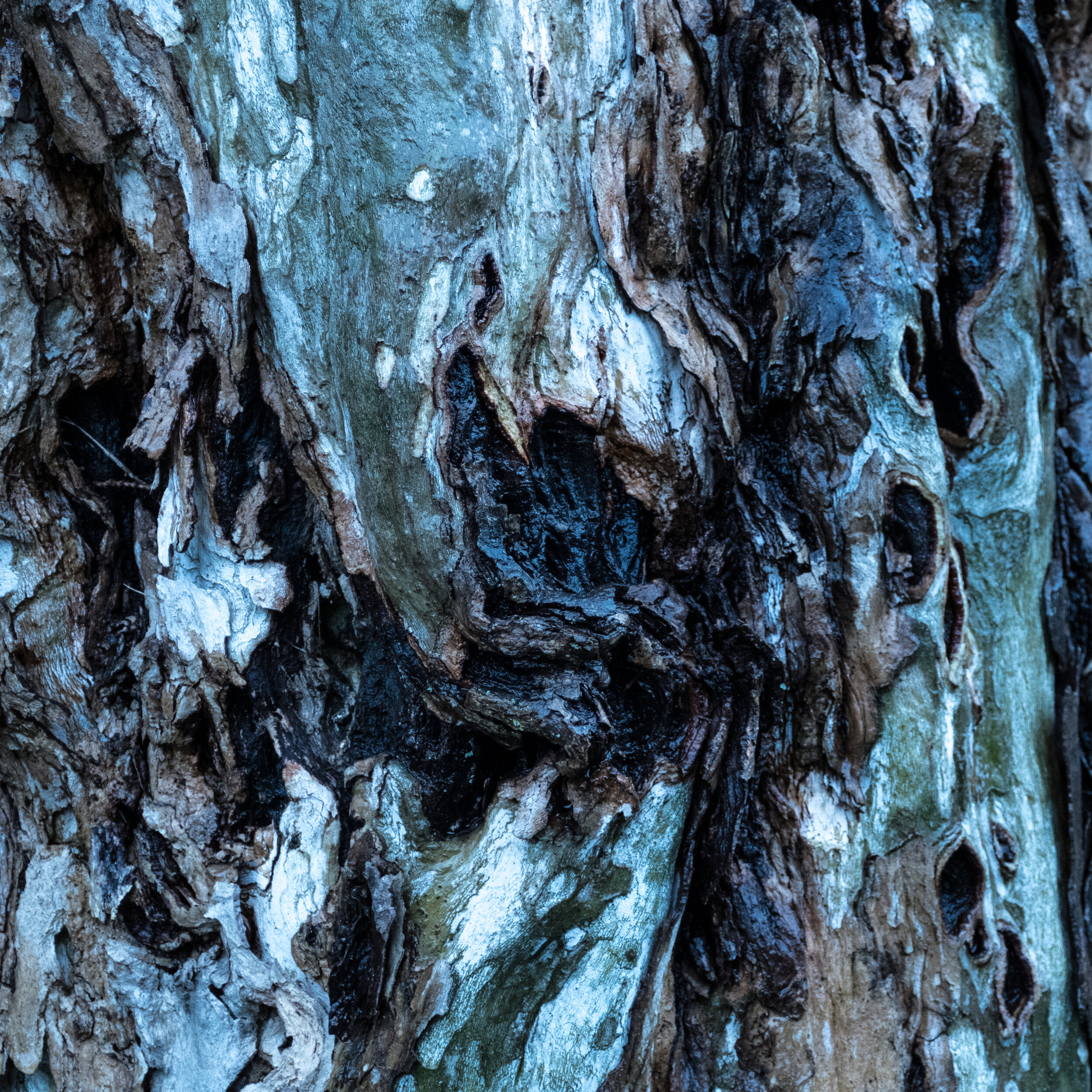 BARK GNARLED