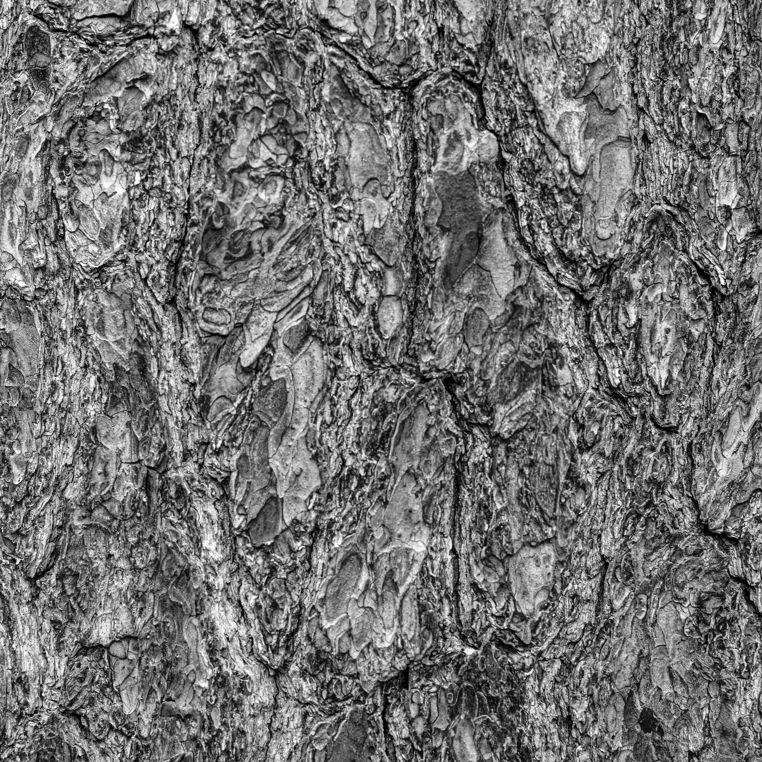 BARK WHORLED